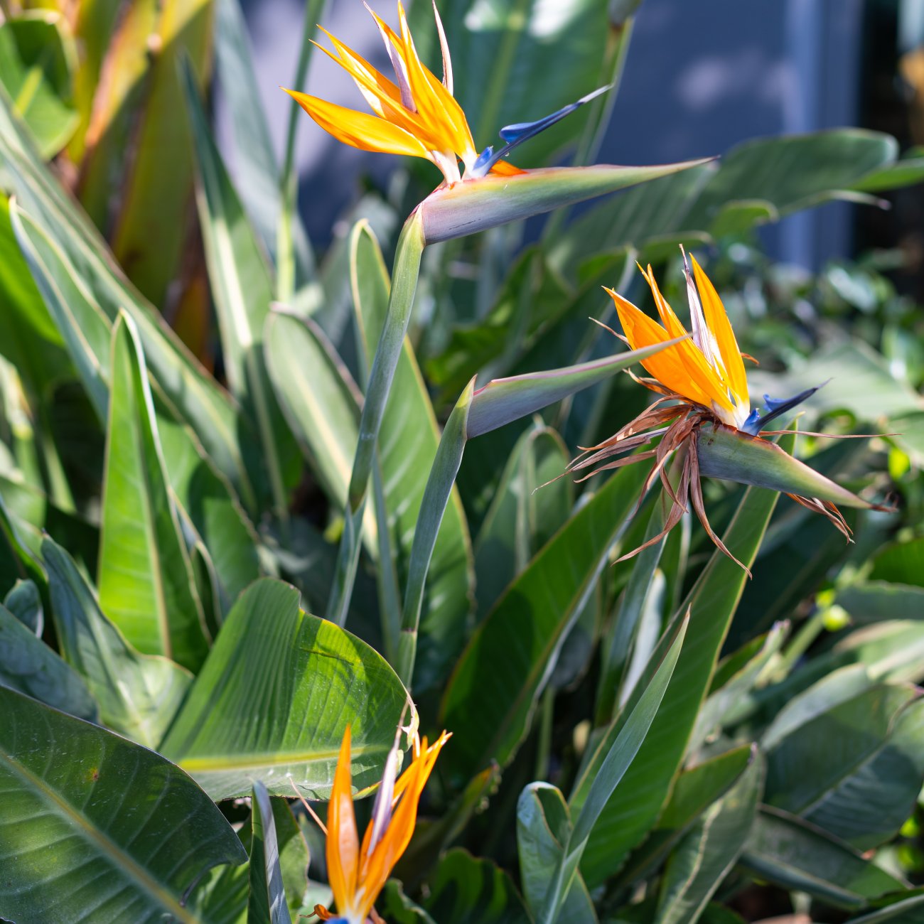 Obrázok Strelícia kráľovská (Strelitzia Reginae) ´MANDELA´S GOLD´ - výška 20-40 cm, kont. C3L